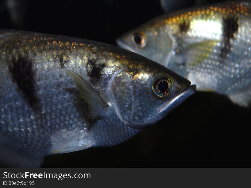 Silver Fishes with Brown Spots and Gold Back