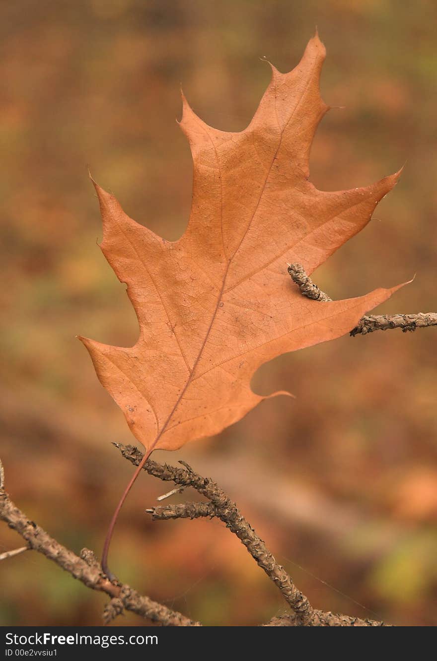 Leaf with strdefined texture in the fall