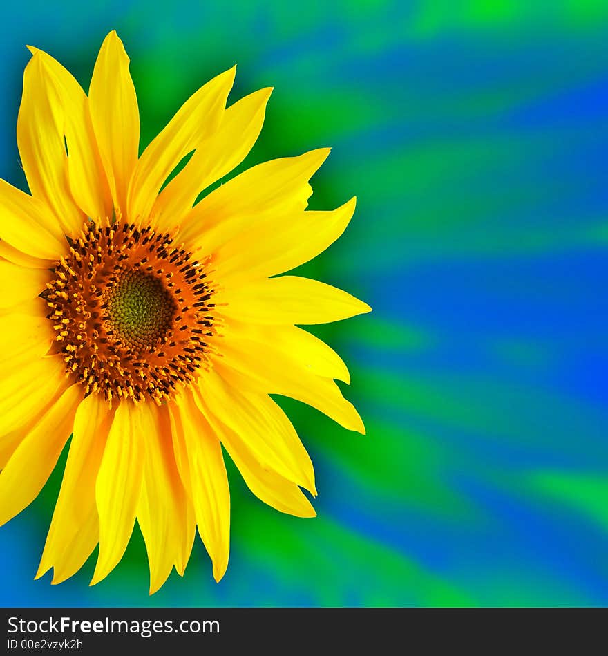 Close up view of Sunflower