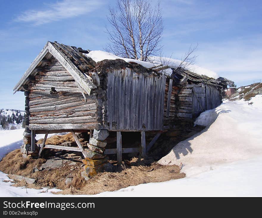 This old barn is slowly falling down. A birch tree grows up through the roof. Golsfjellet, Norway.