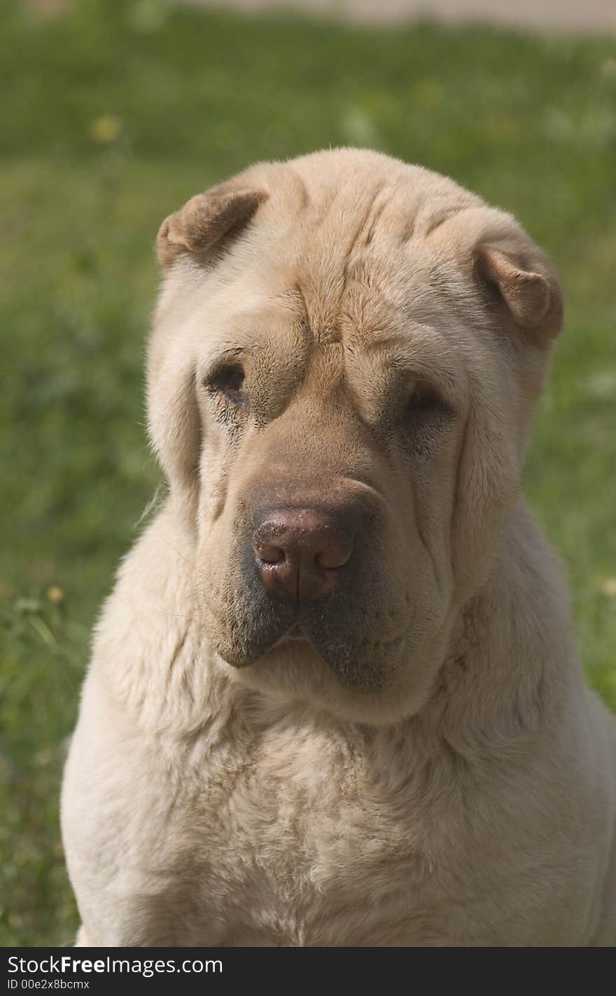 Shar Pei Portrait1