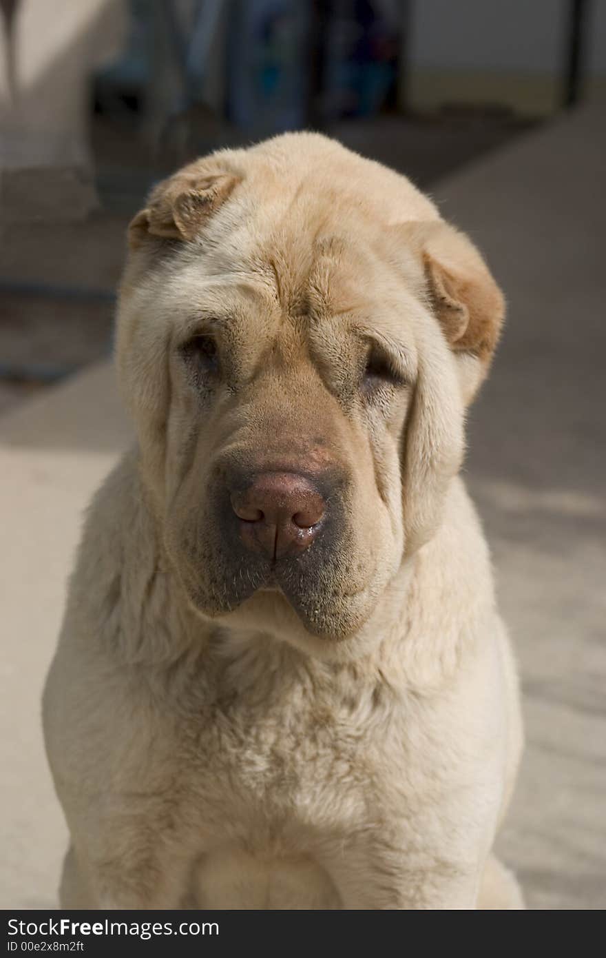 Shar Pei Portrait3