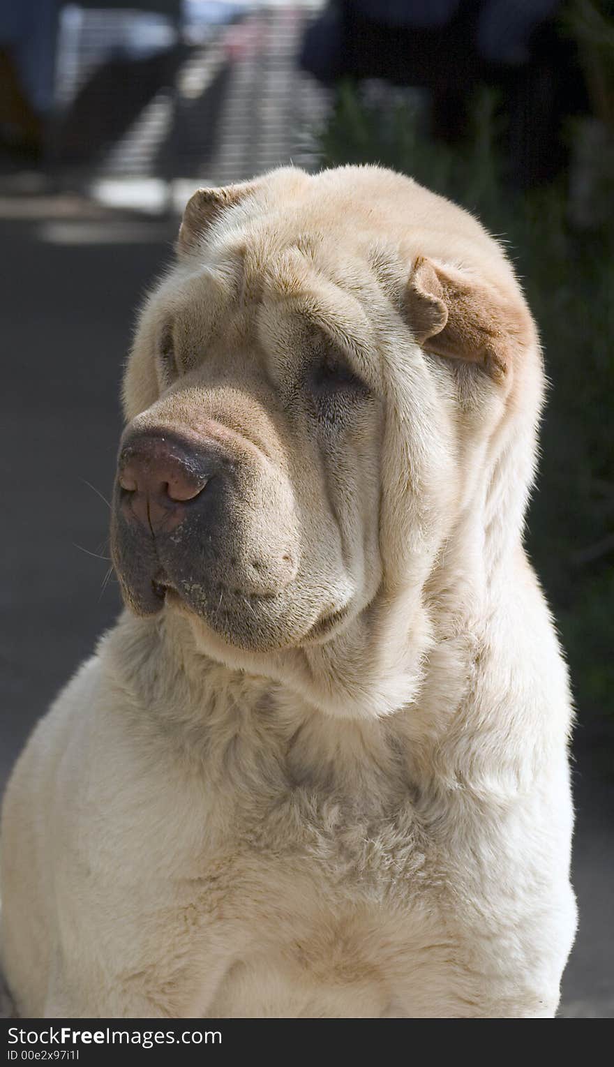 Shar Pei Portrait4