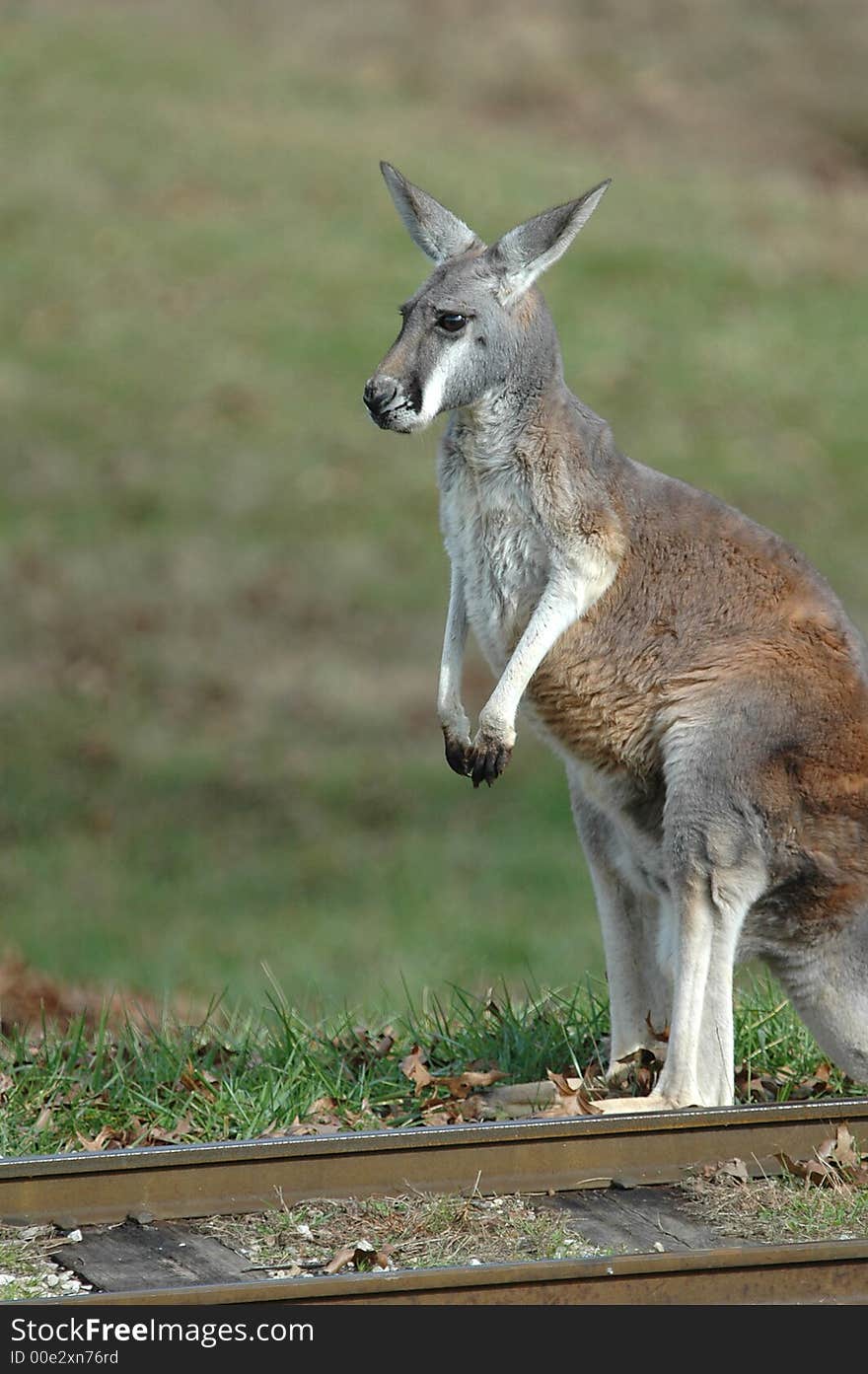 Kangaroo pauses next to railroad tracks with a thought expression on it's face.