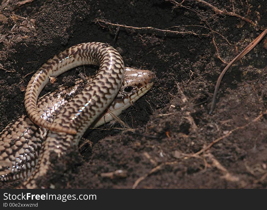 Great Plains Skink