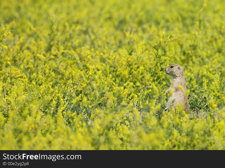 Blacktail prairie dog on the lookout in a field
of yellow flowers.