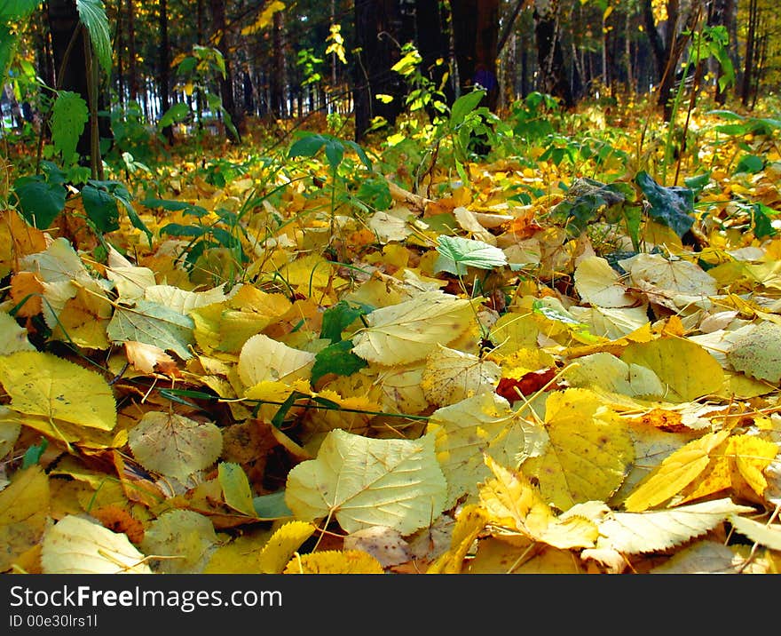 Autumn fall of the leaves in forest. Autumn fall of the leaves in forest