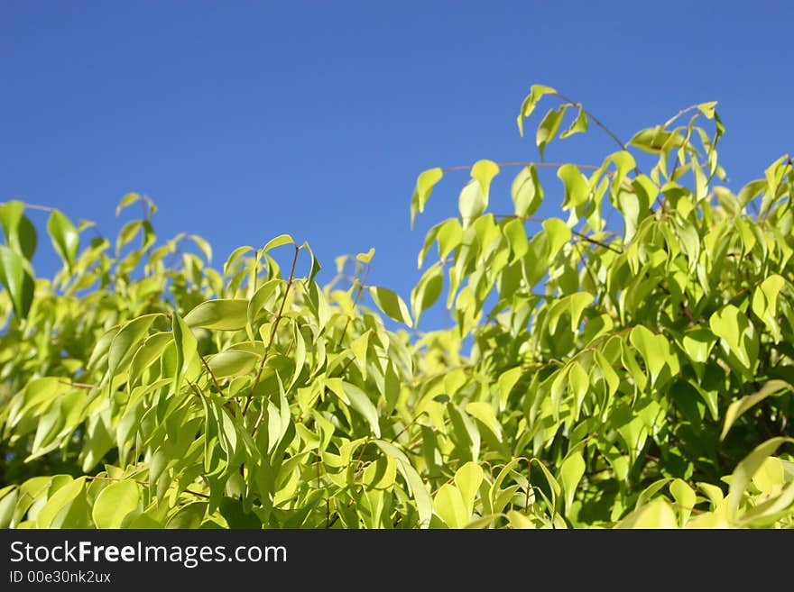 Top of the tree on a clear blue sky. Top of the tree on a clear blue sky