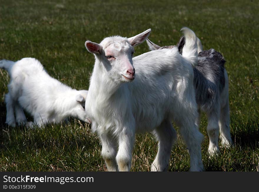 New born baby goats playing in the park