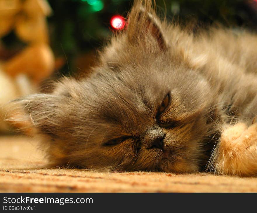 Small fluffy cat lying on the carpet. Small fluffy cat lying on the carpet