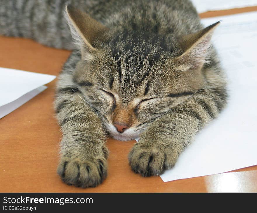 Small cat sleeping on the table with papers. Small cat sleeping on the table with papers