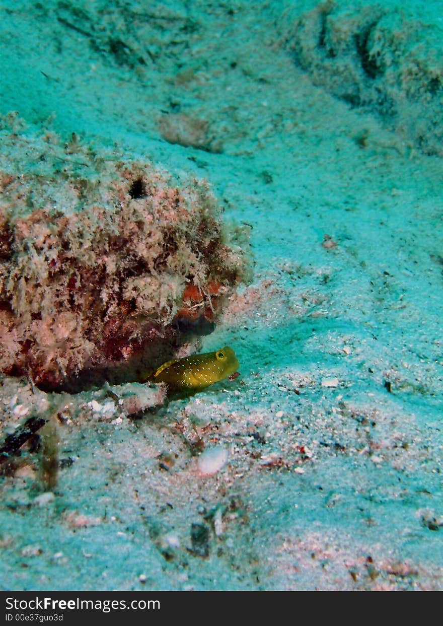 Cryptocentrus sp. shares burrow with alpheid shrimp in shallow lagoon & shoreline reefs. Cryptocentrus sp. shares burrow with alpheid shrimp in shallow lagoon & shoreline reefs.