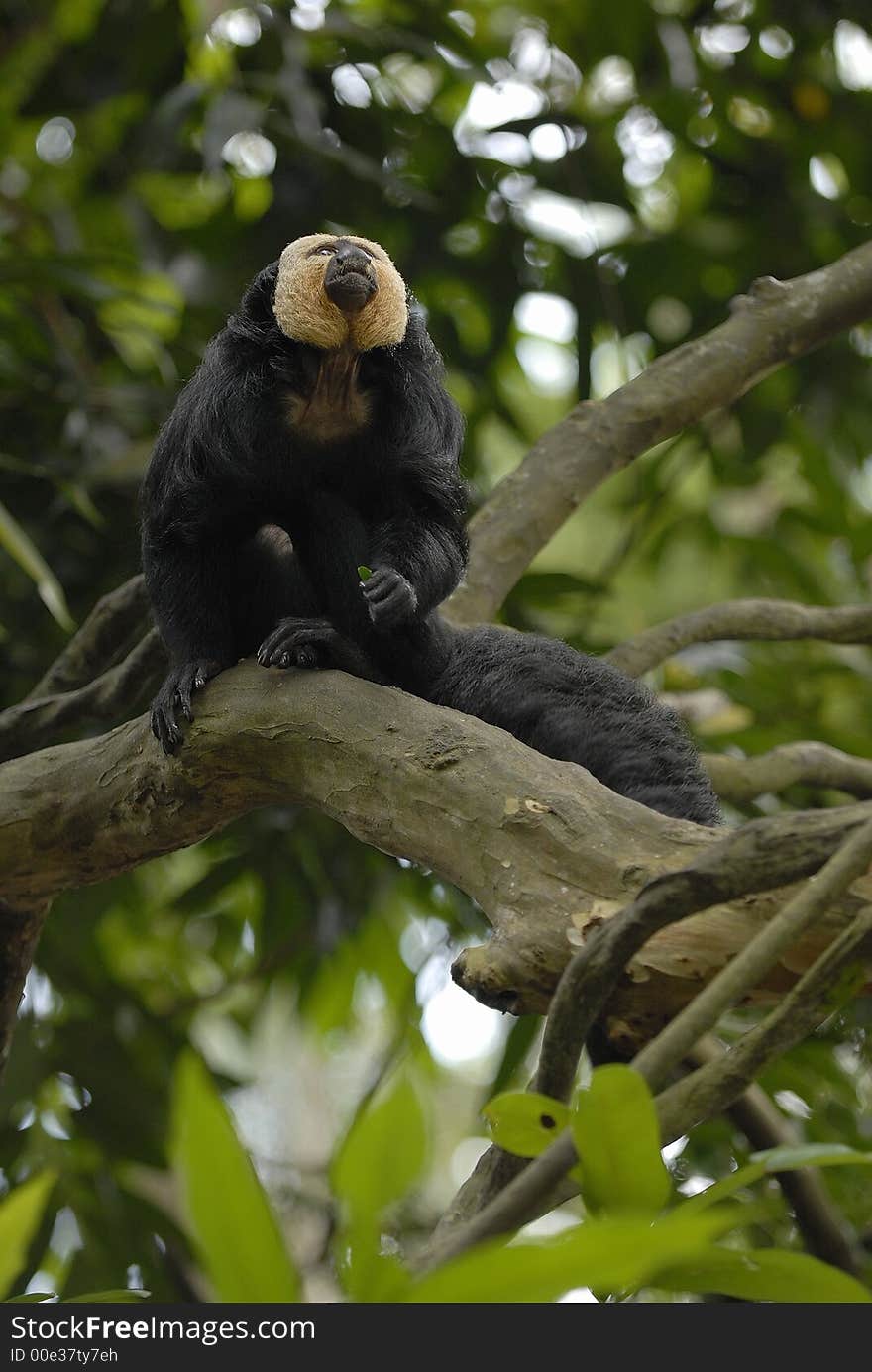 White faced monkey is about to jump