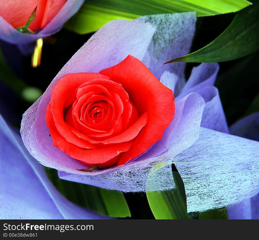 Some flower in Sichuan,west of China. Some flower in Sichuan,west of China