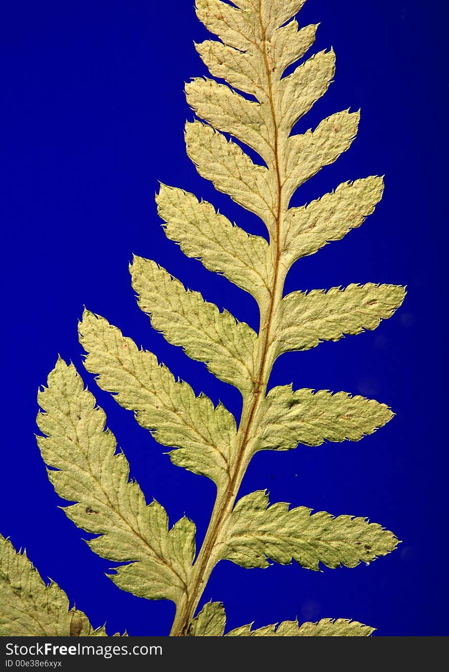 Piece of a fern, dried under pressure.Coloured light from behind and from the left side. Piece of a fern, dried under pressure.Coloured light from behind and from the left side.