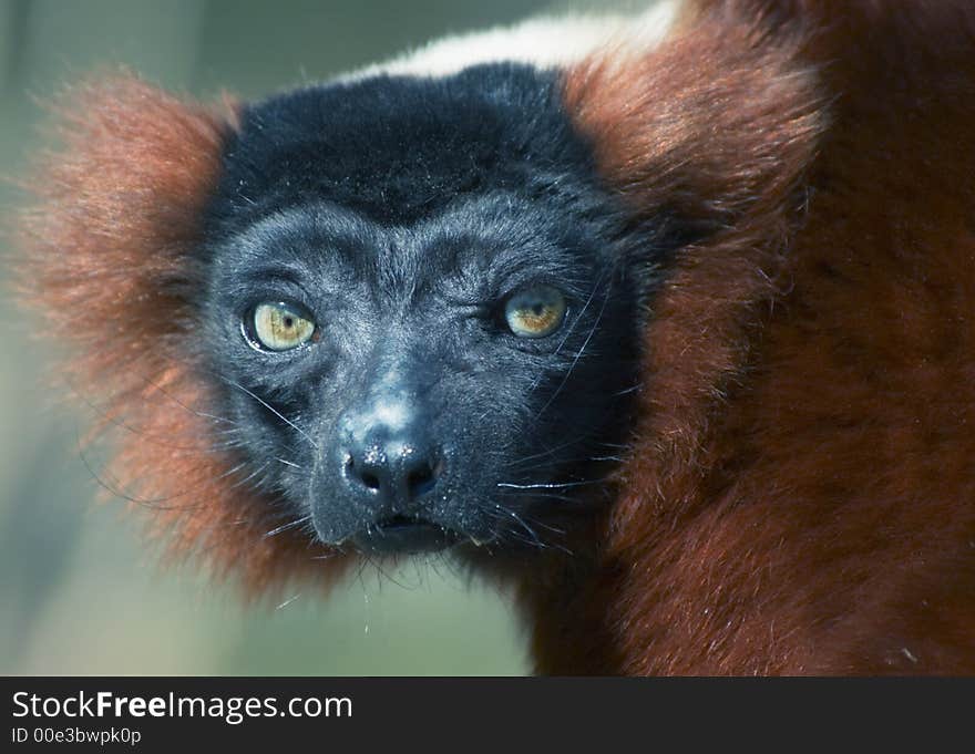 A red ruffed lemur looking at the camera