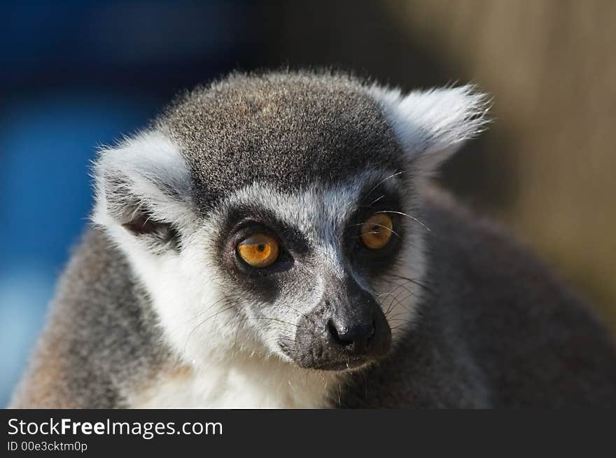 Portrait of a ring-tailed lemu