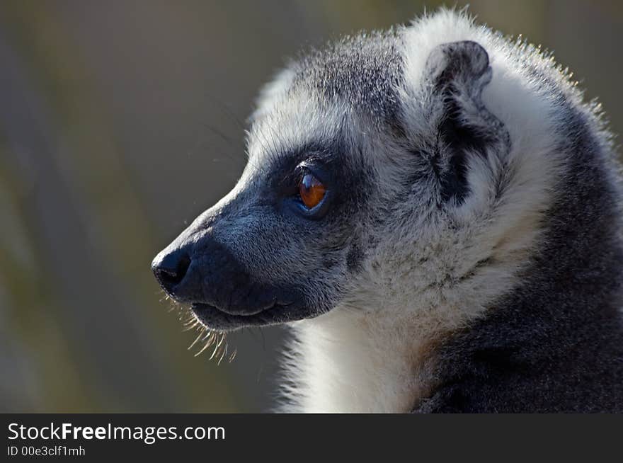 Portrait Of A Ring-tailed Lemu