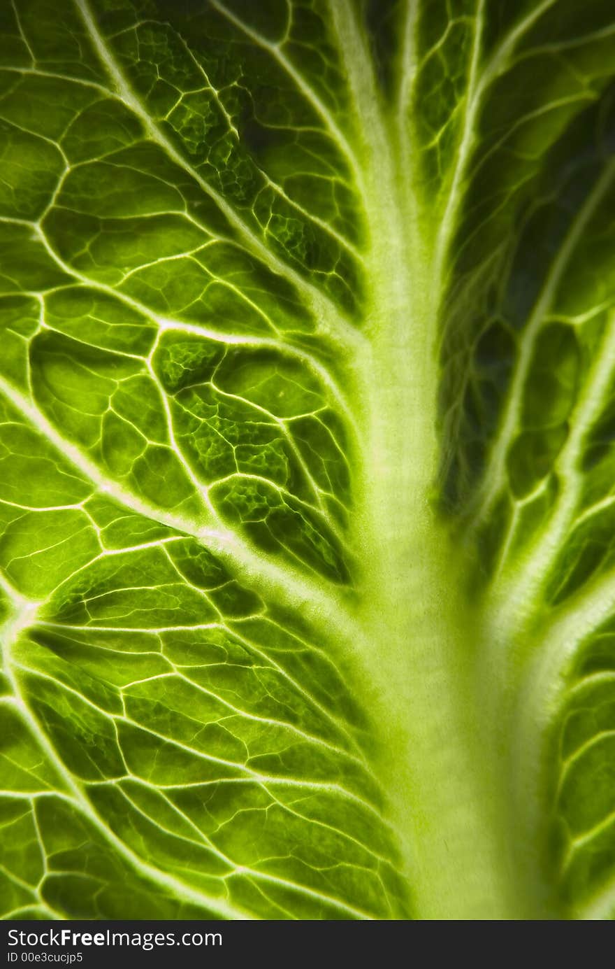 Green salad close-up background. Green salad close-up background