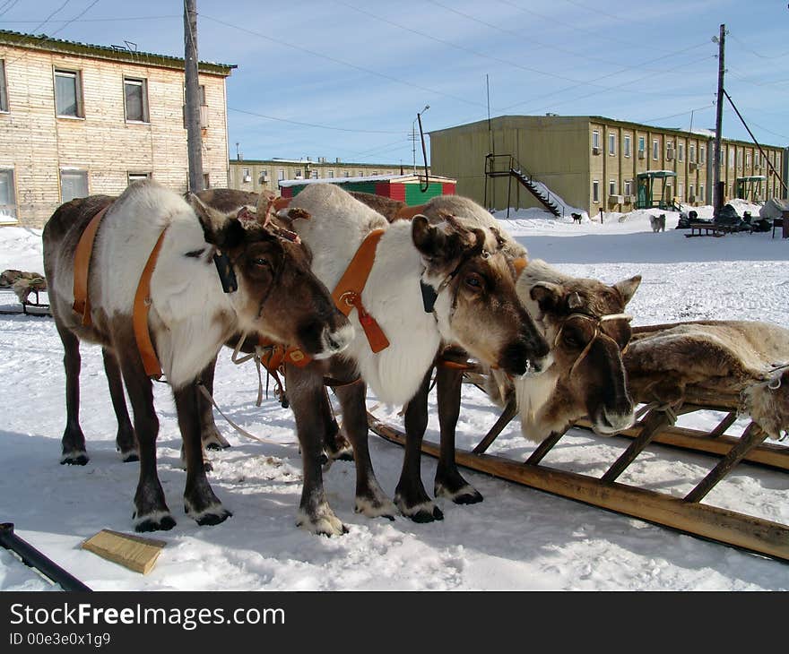 Deer vehicle animals holiday chill. Deer vehicle animals holiday chill