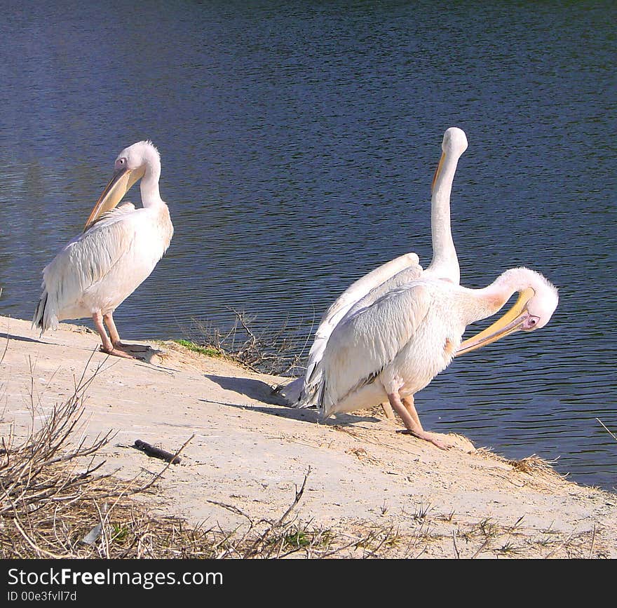 Pelicans beside water