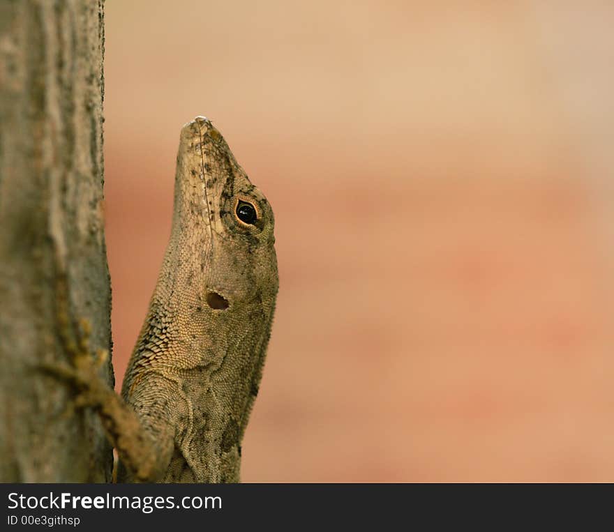 Lizard Climbing A Tree