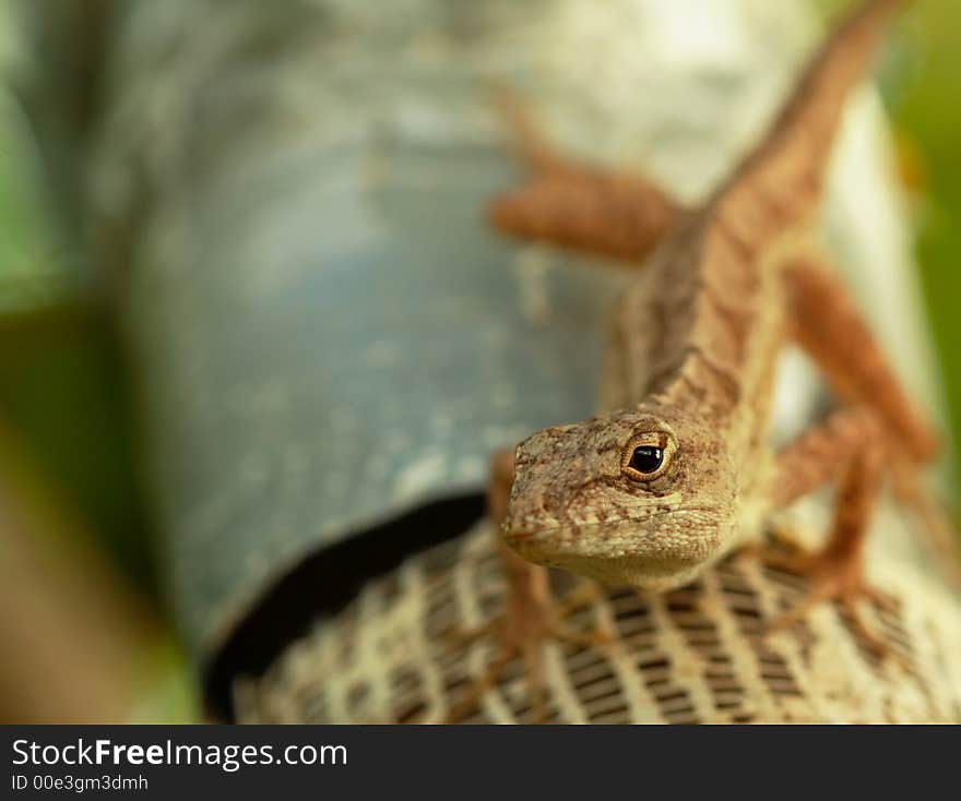 Lizard Climbing A Tree