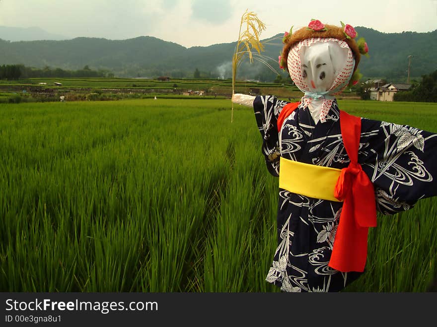 Scarecrow in rice field, japan, Kyoto