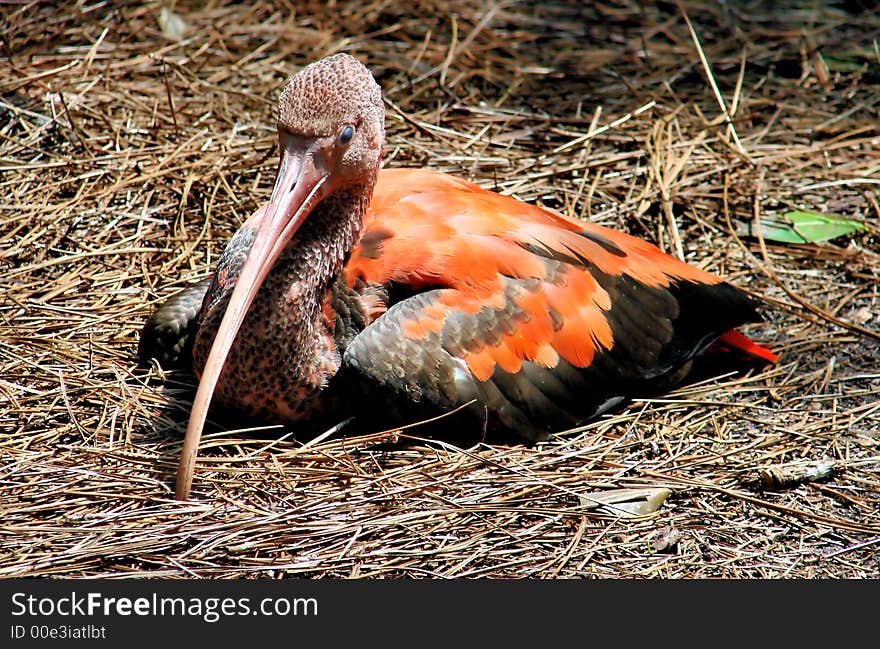 Immature scarlett ibis