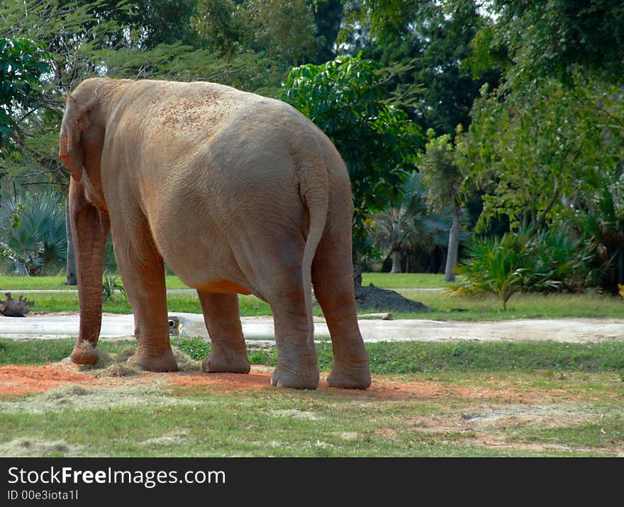 African Elephant on Green Pasture