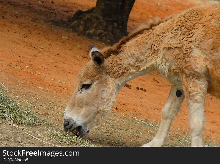 Donkey Eating Grass At A Zoo. Donkey Eating Grass At A Zoo