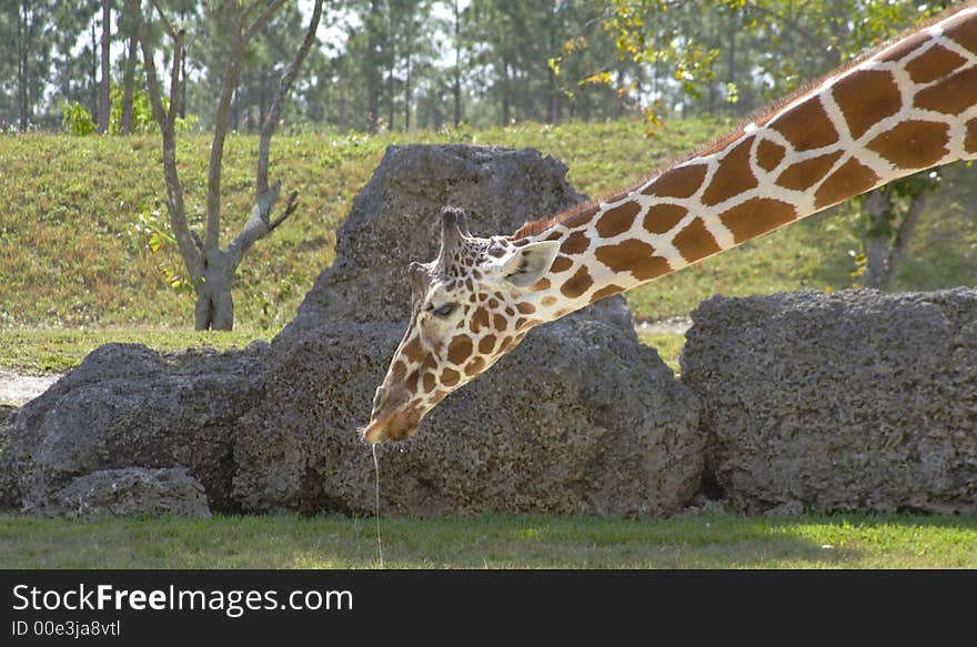 Giraffe after the Sneeze displaying drool from nose and or mouth. Giraffe after the Sneeze displaying drool from nose and or mouth