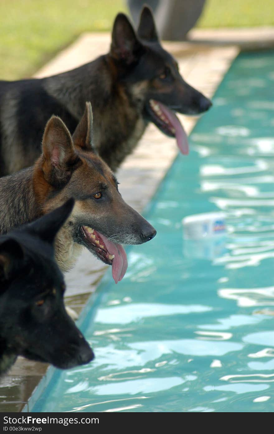 Alsatians waiting by the swimming pool. Alsatians waiting by the swimming pool