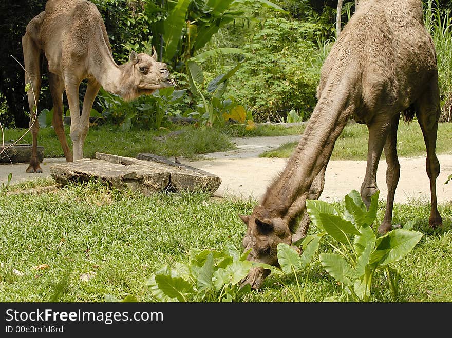 Camels