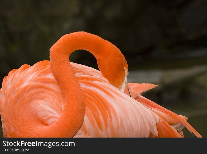 Flamnigo grooming its feathers close up. Flamnigo grooming its feathers close up