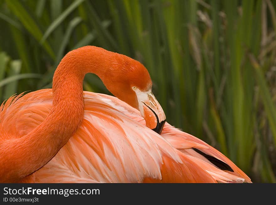 Flamnigo grooming its feathers close up. Flamnigo grooming its feathers close up