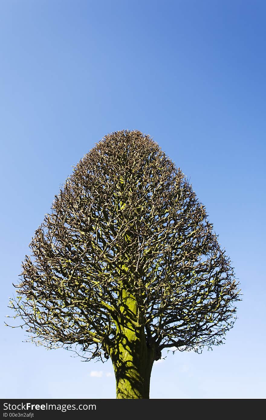 Triangular tree against a clear blue sky