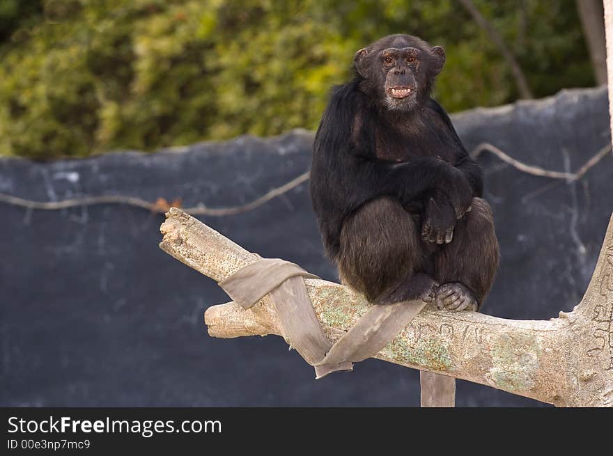 Resting Chimpanzee