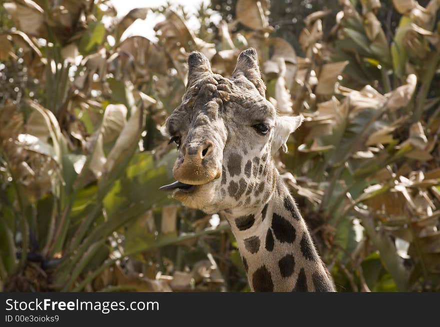 Giraffe closeup making a funny face. Giraffe closeup making a funny face