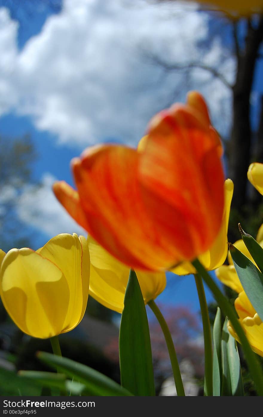 Spring in bloom