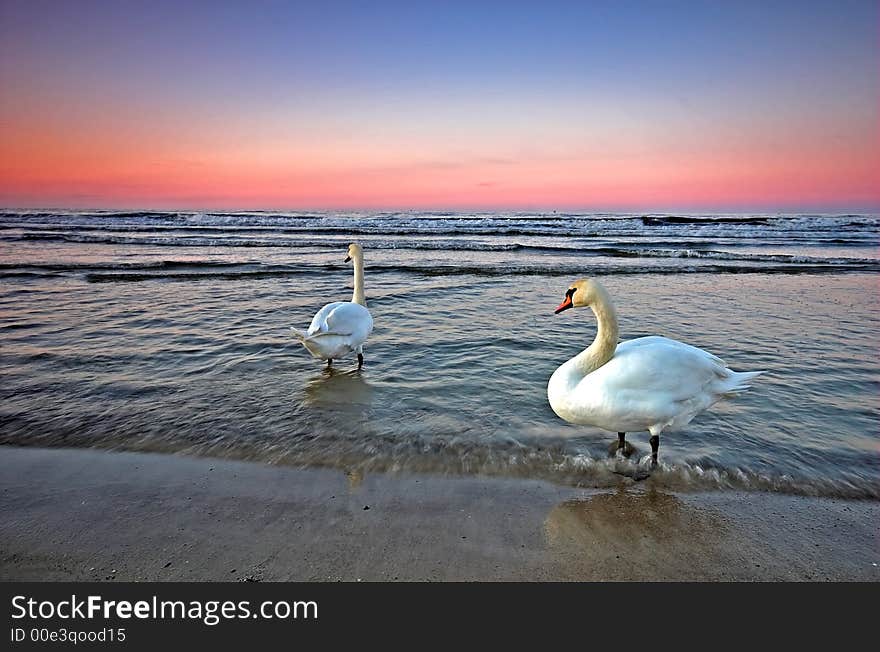 Beautiful ocean sunset and two swans