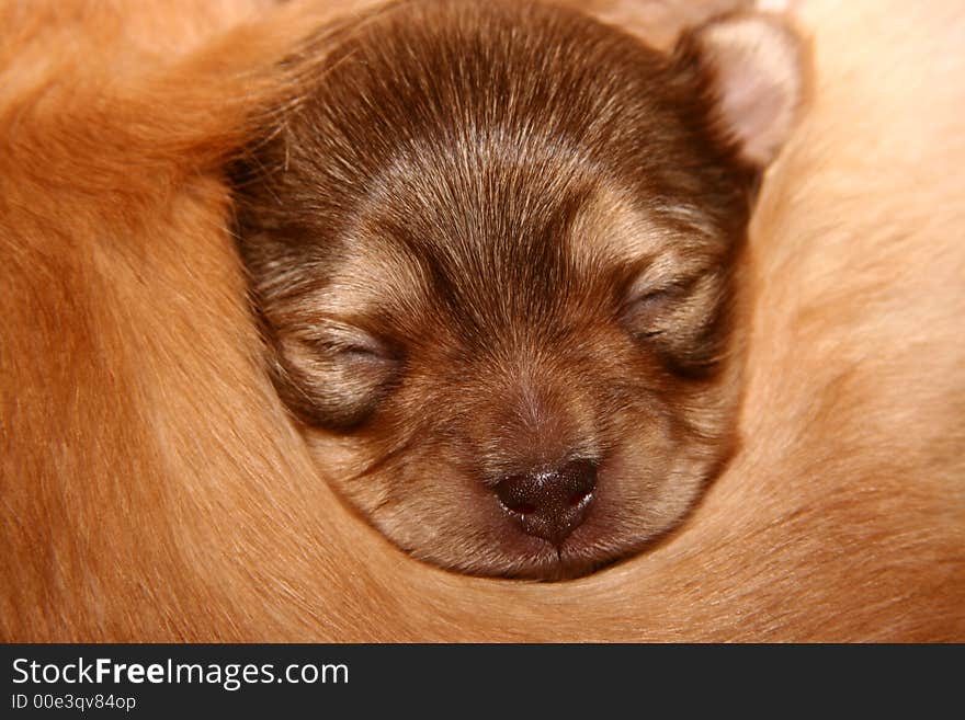 Baby chihuahua laying on her mother