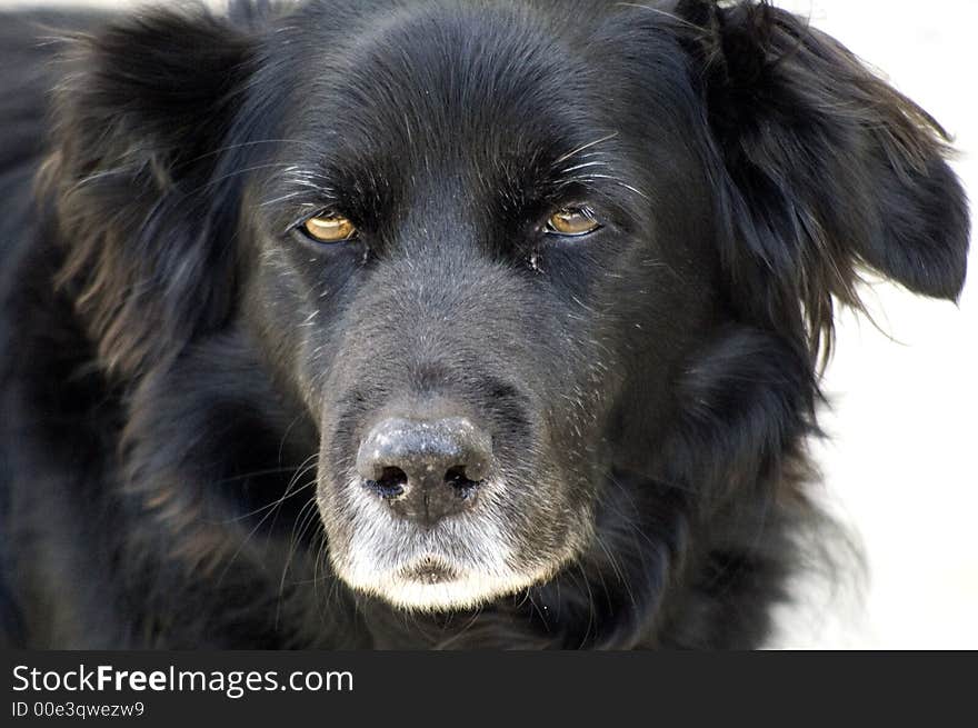 A black collie x labrador's face and neck with aged feautures. A black collie x labrador's face and neck with aged feautures