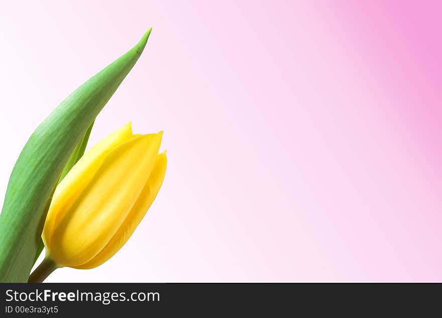 Yellow tulip isolated. Empty space to your text! Version 2