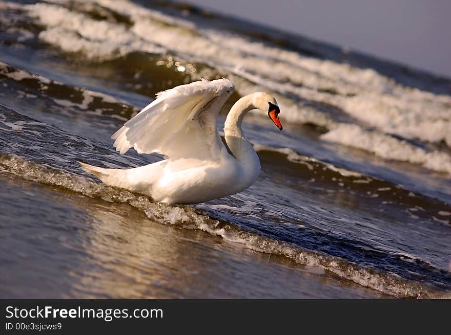 Swan starting to fly away. Swan starting to fly away