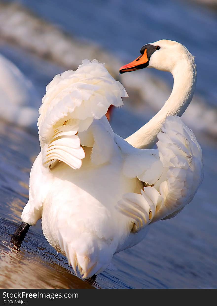 Swan starting to fly away. Swan starting to fly away