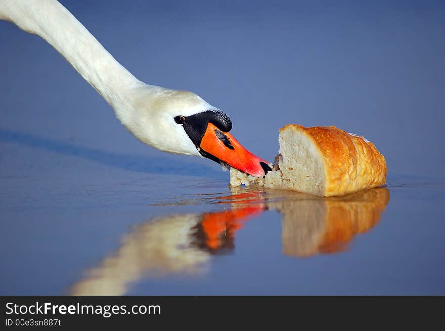 Beautiful swan eating bread