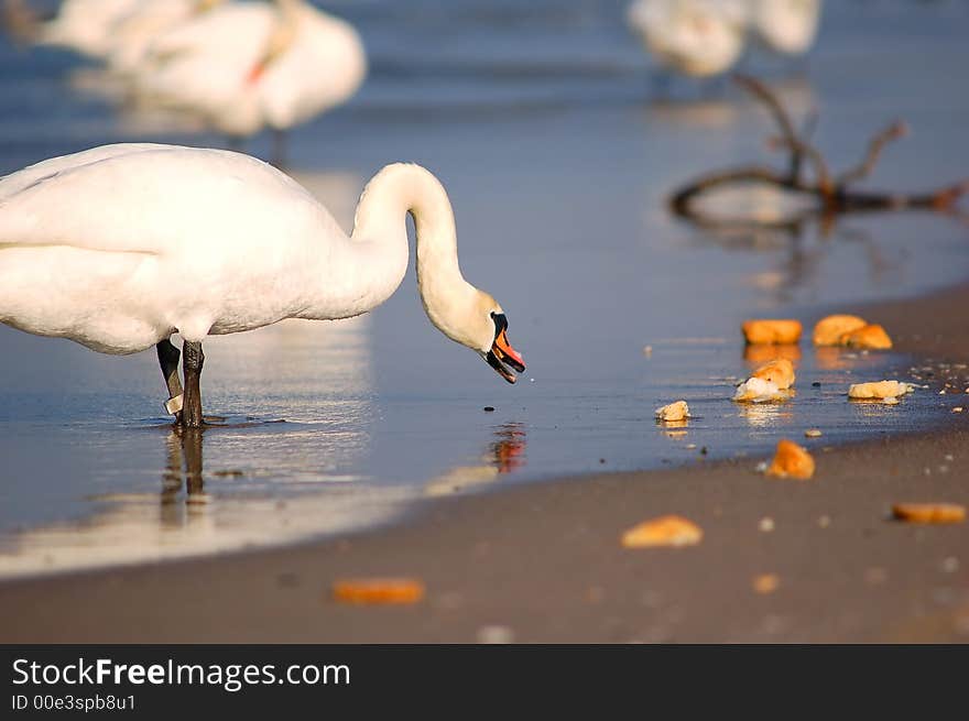 Beautiful swan eating bread