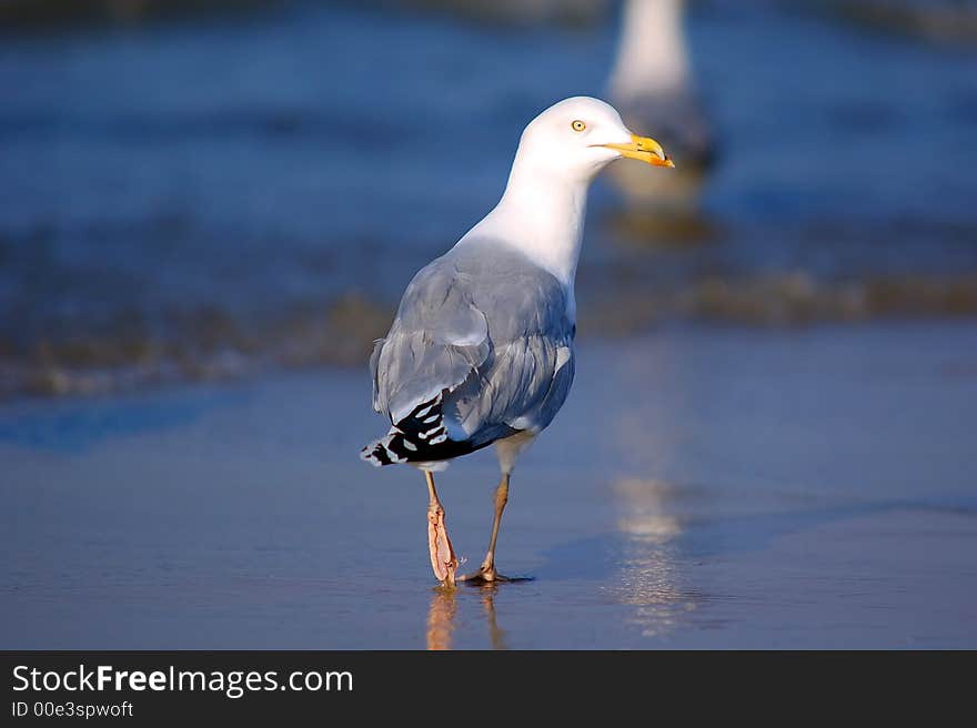 Seagull portrait.