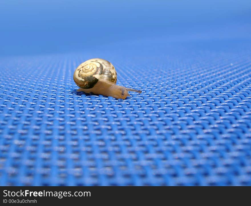 Tinny little snail on blue background